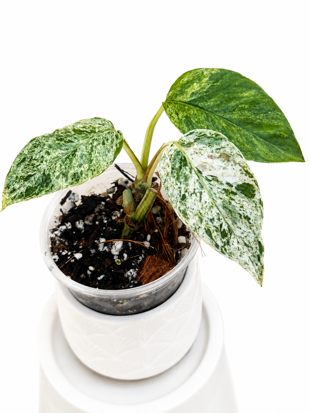 Epipremnum Hanoman Sp. Bali