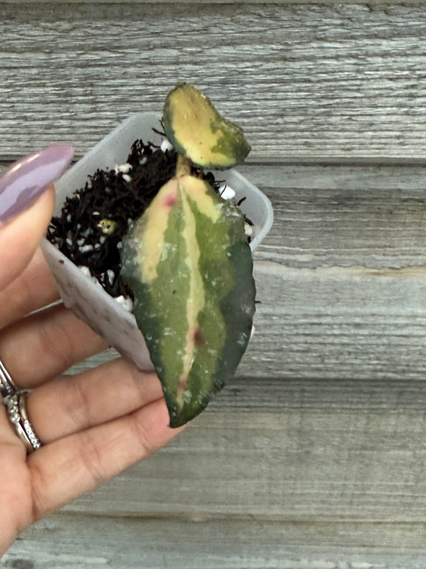 Hoya Caudata Variegated