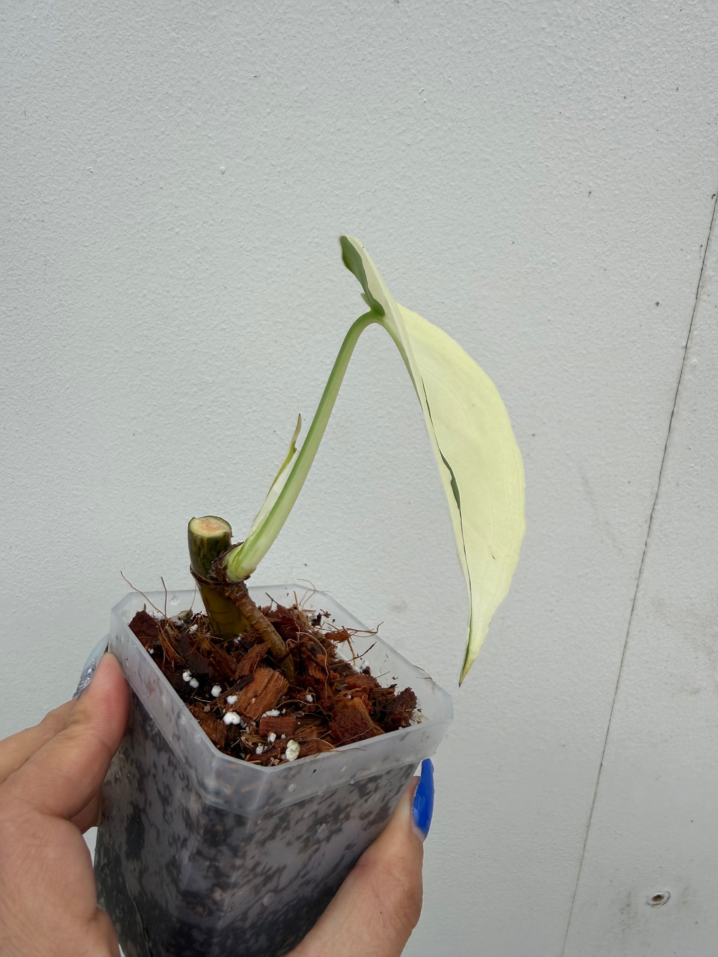 Syngonium Chiapense Variegated