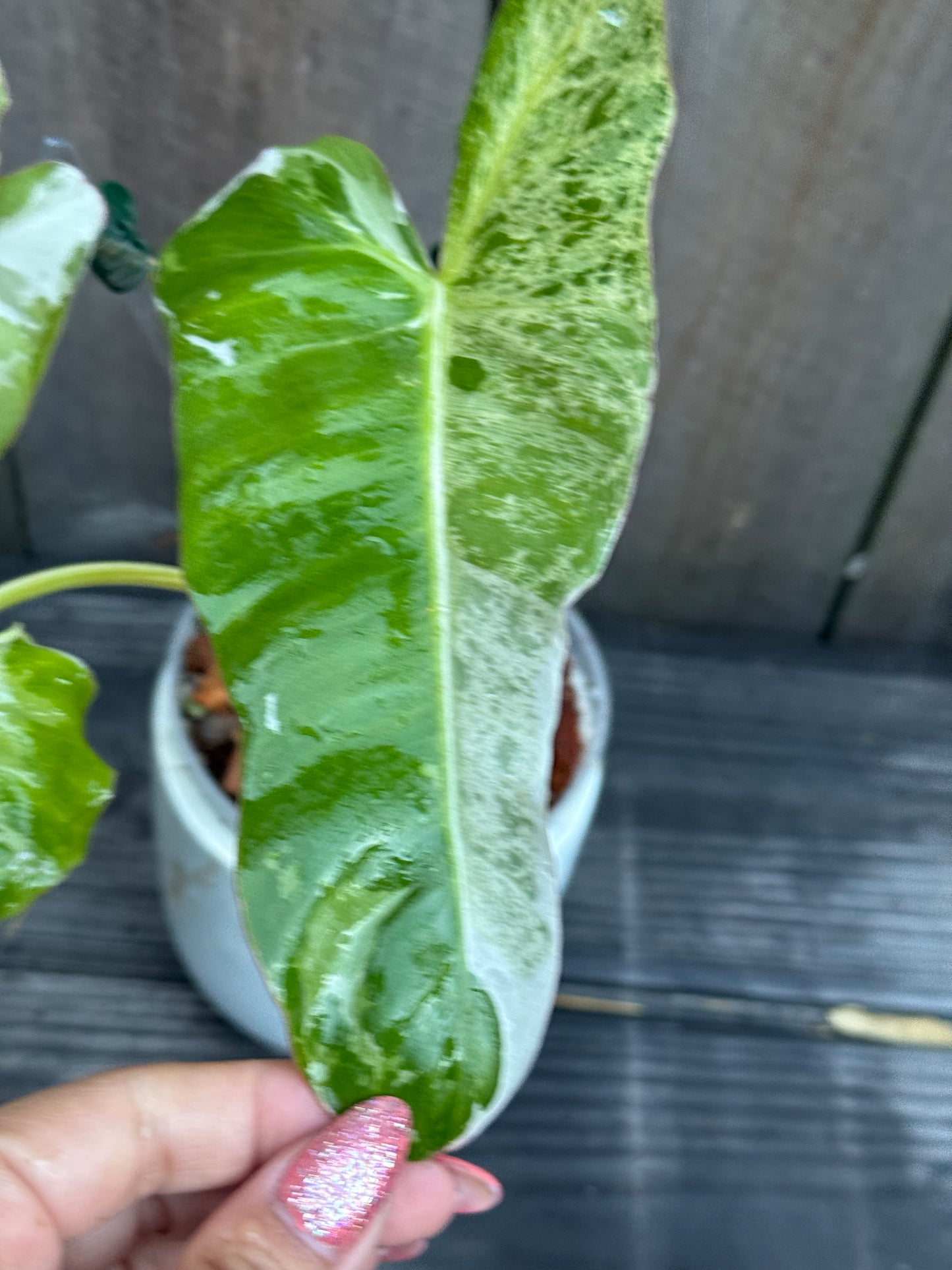 Philodendron Paraiso Albo