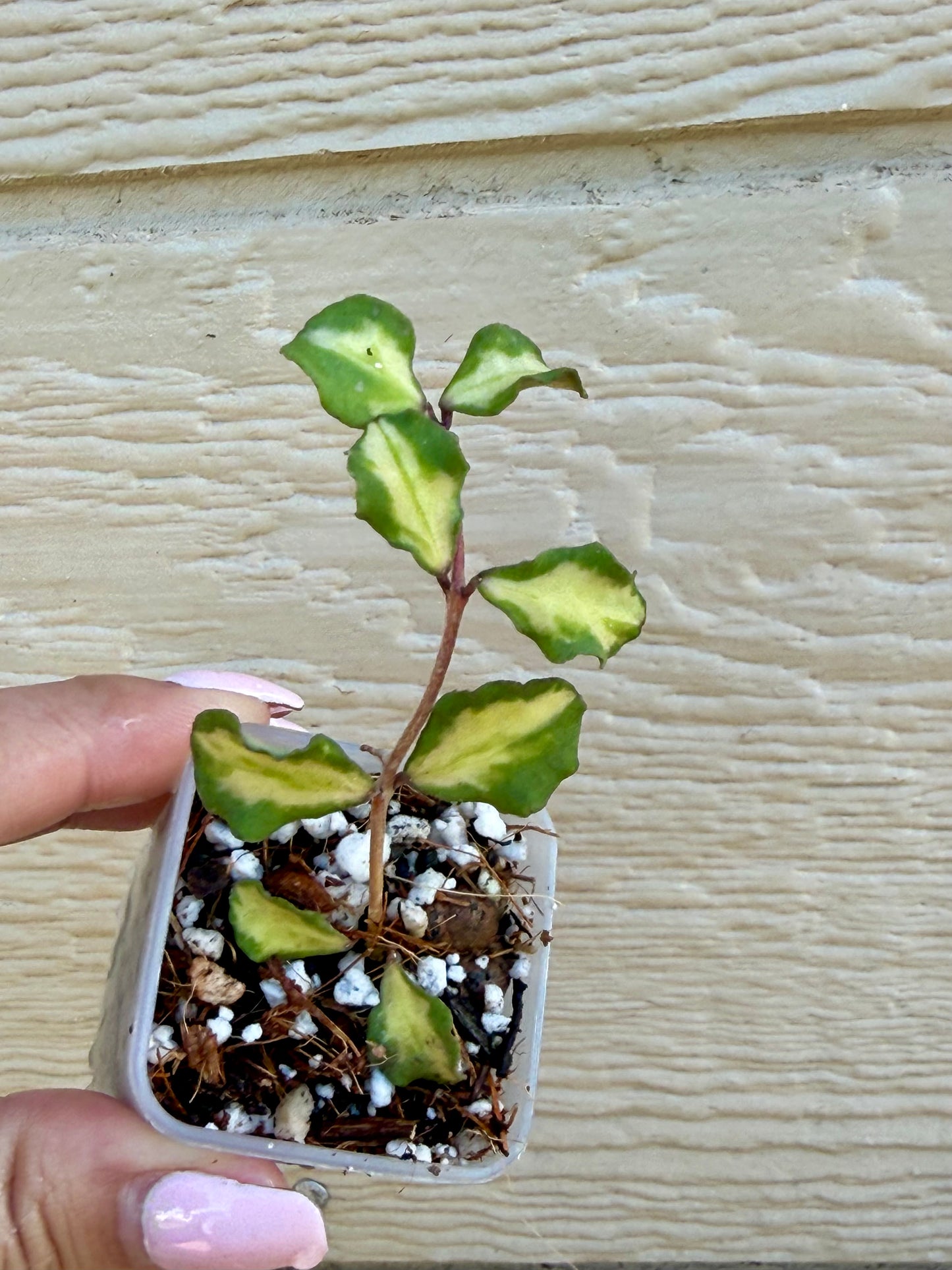 Hoya Kanyakumarian Variegated
