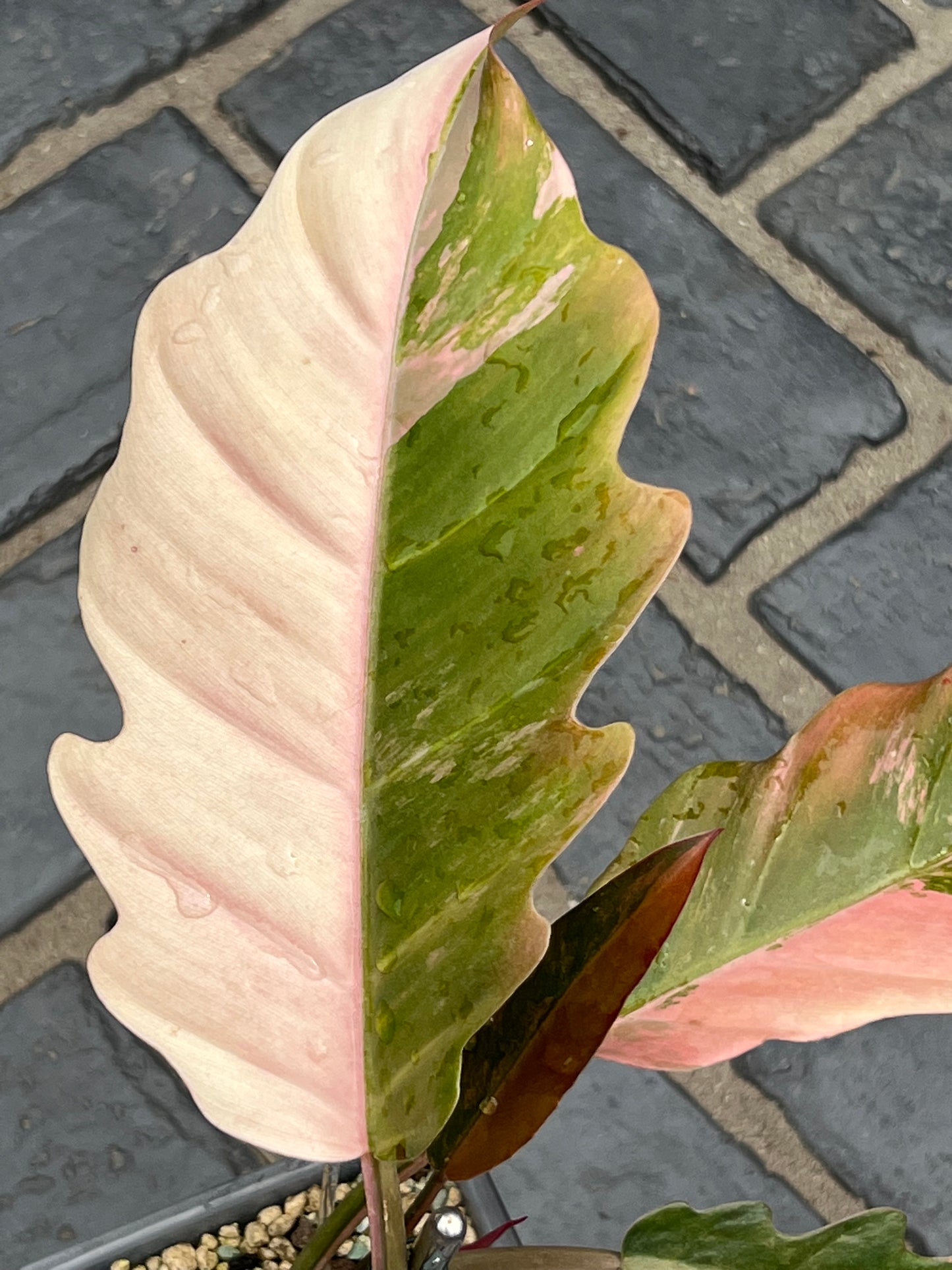 Philodendron Caramel Marble