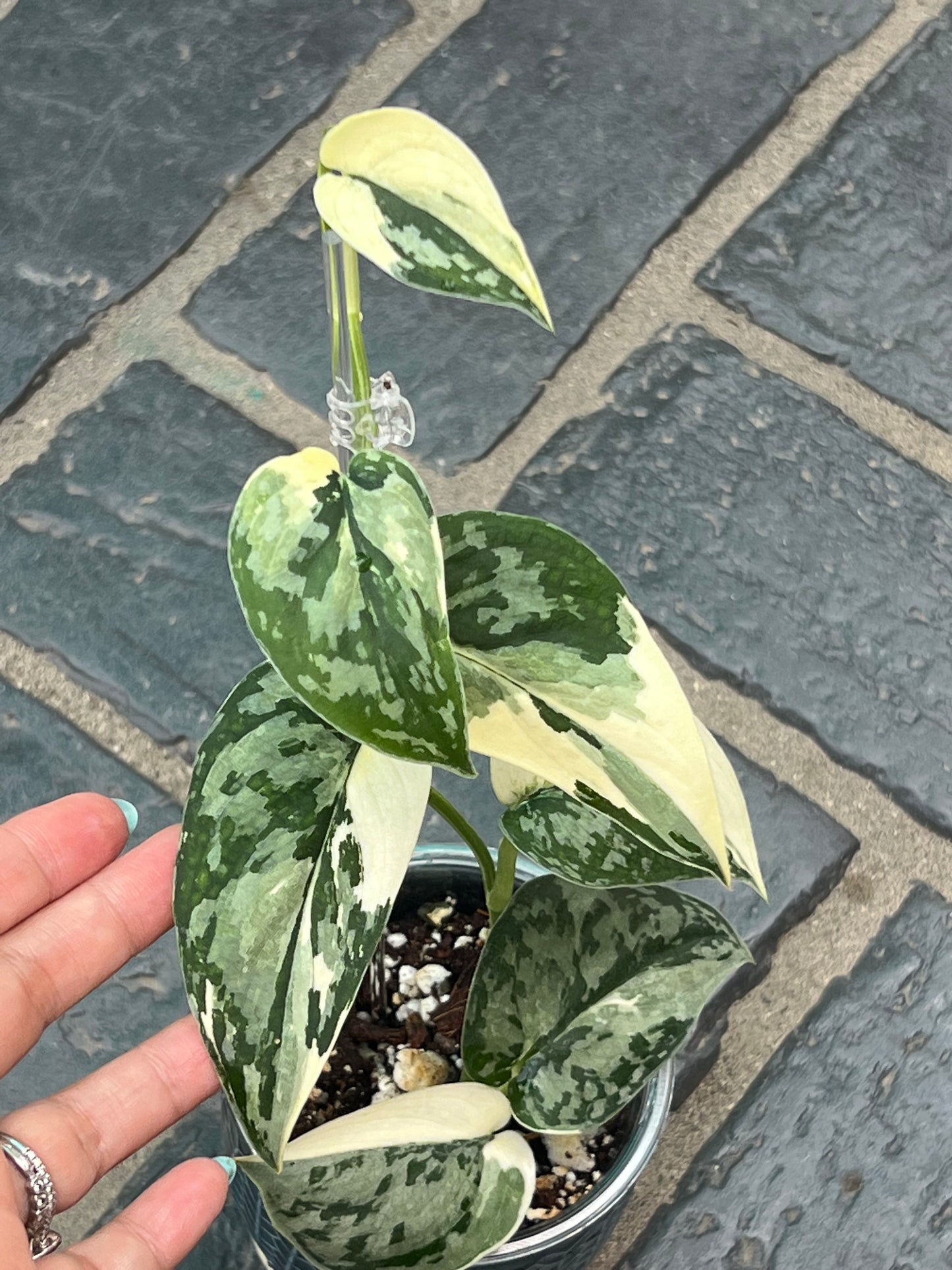 Scindapsus Mayari Variegated