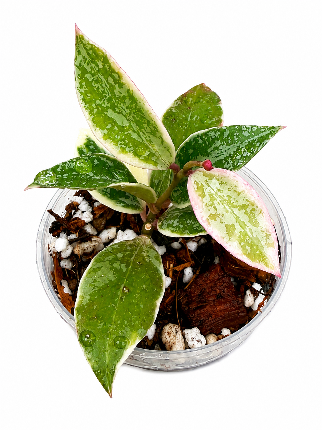 Hoya Lacunosa Princess Lumina