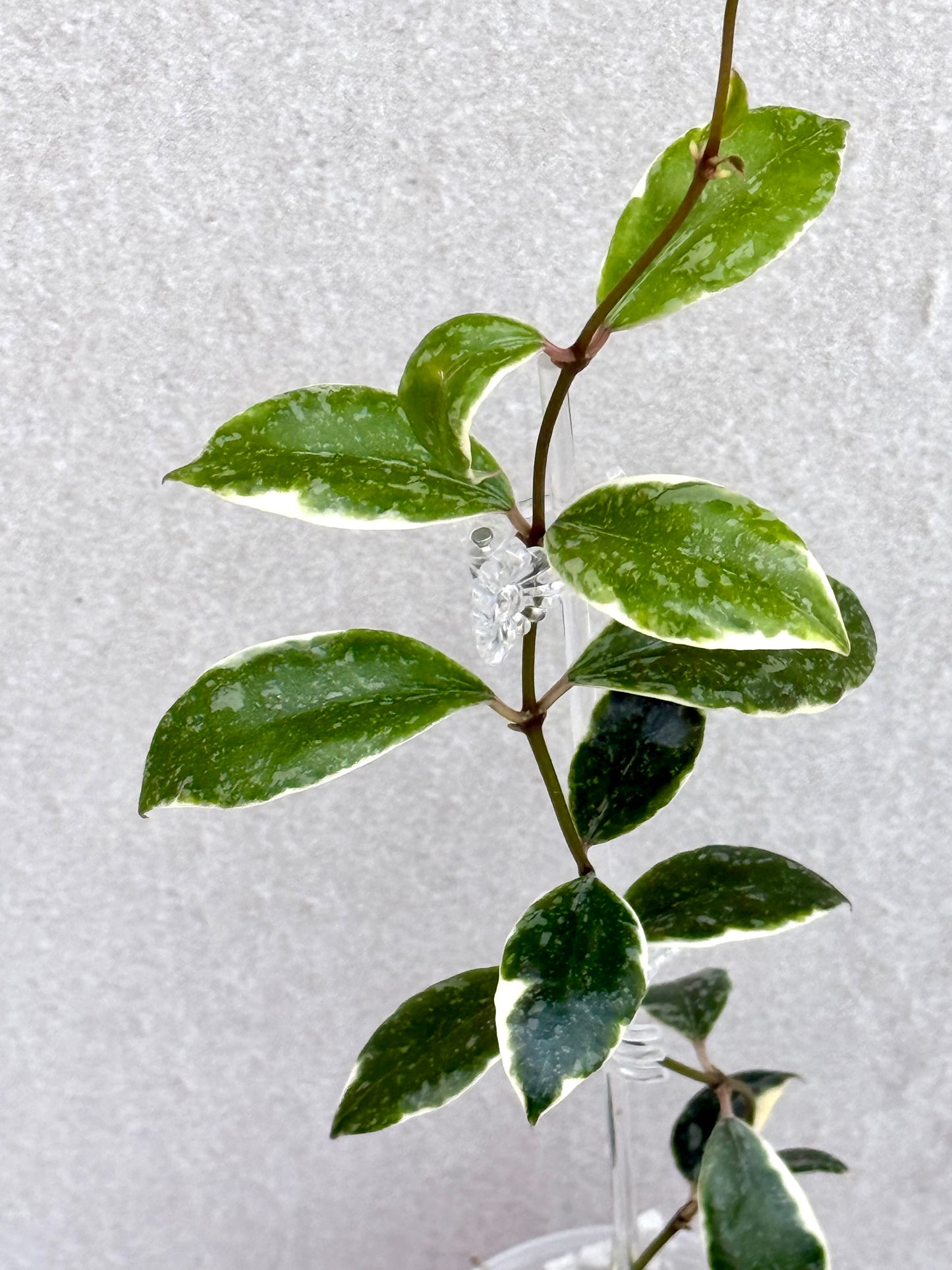 RARE Hoya Lacunosa Princess Lumina unrooted cutting (1 node, 2 leaves - grower’s choice)