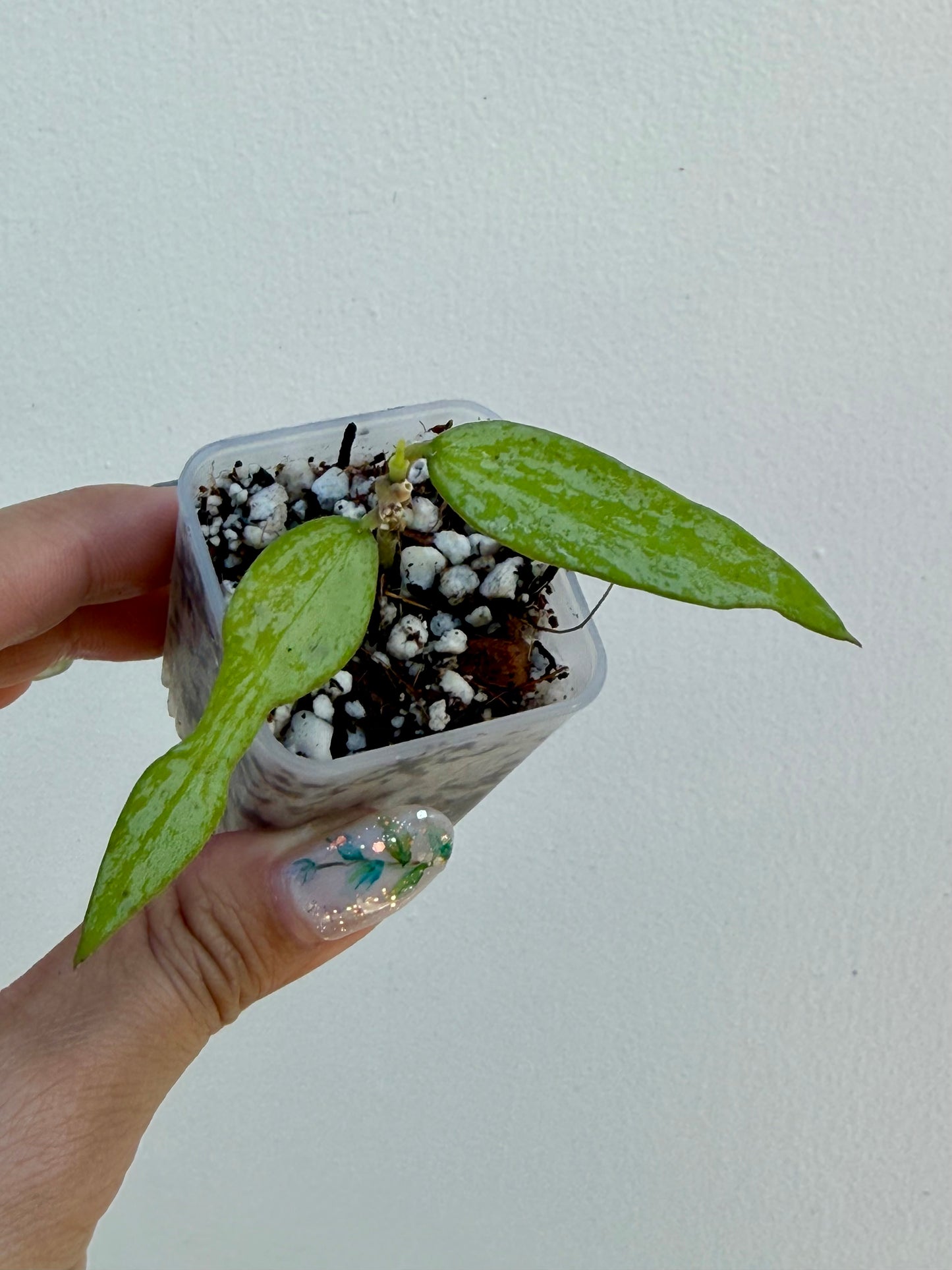 Hoya Burmanica Splash