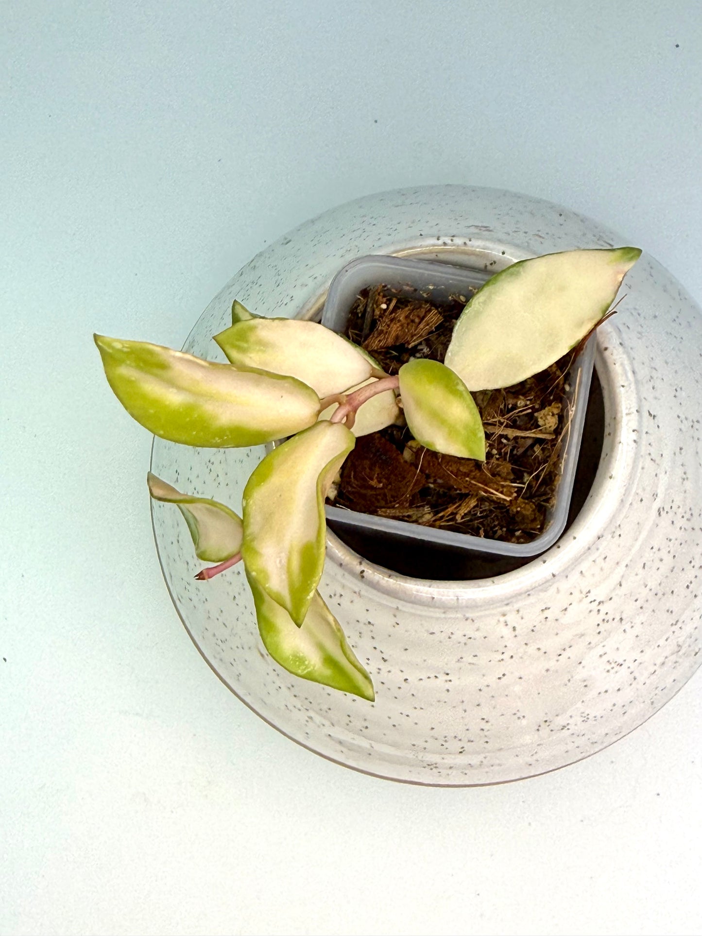 Hoya Lacunosa Minara Variegated