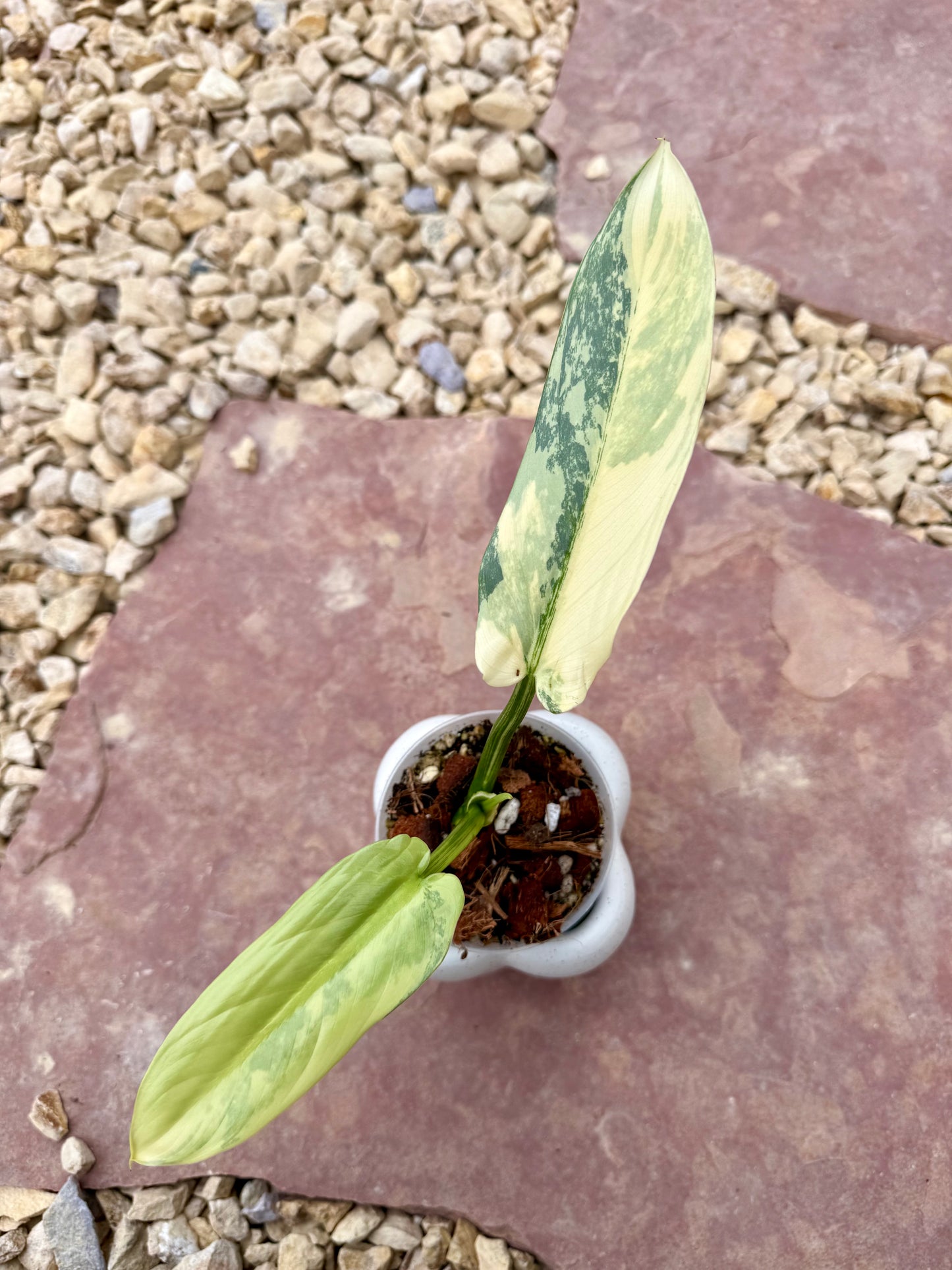 Philodendron Silver Sword Variegated