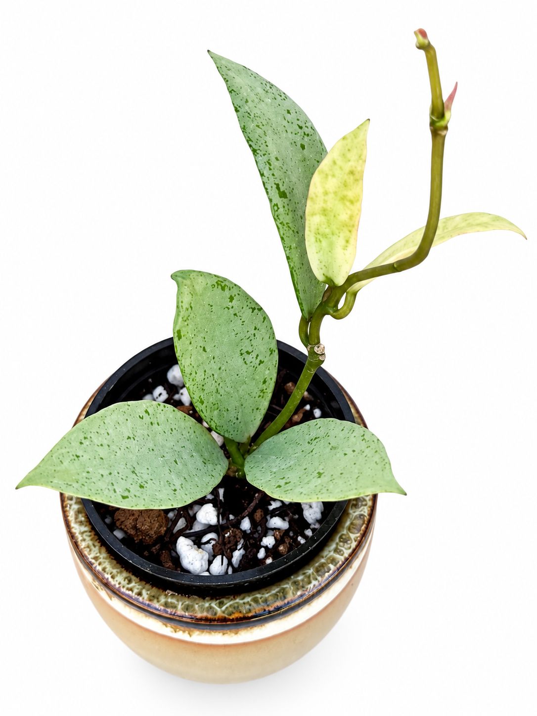 Hoya Winter Pandora | Rare Rooted Variegated Hoya