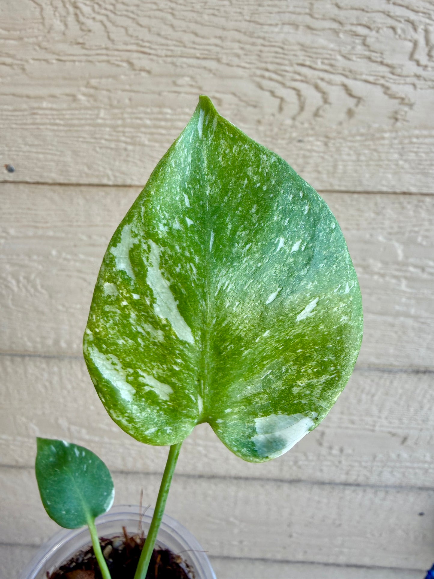 Monstera Thai Constellation ‘Platinum’