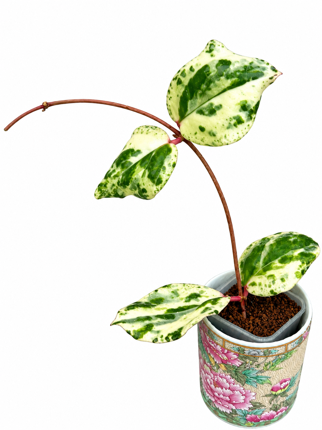 Hoya ‘Swiffer’s Mirage’ Variegated – Rare Hoya Exact Rooted Plant