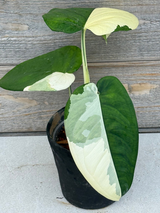 Syngonium Chiapense Variegated