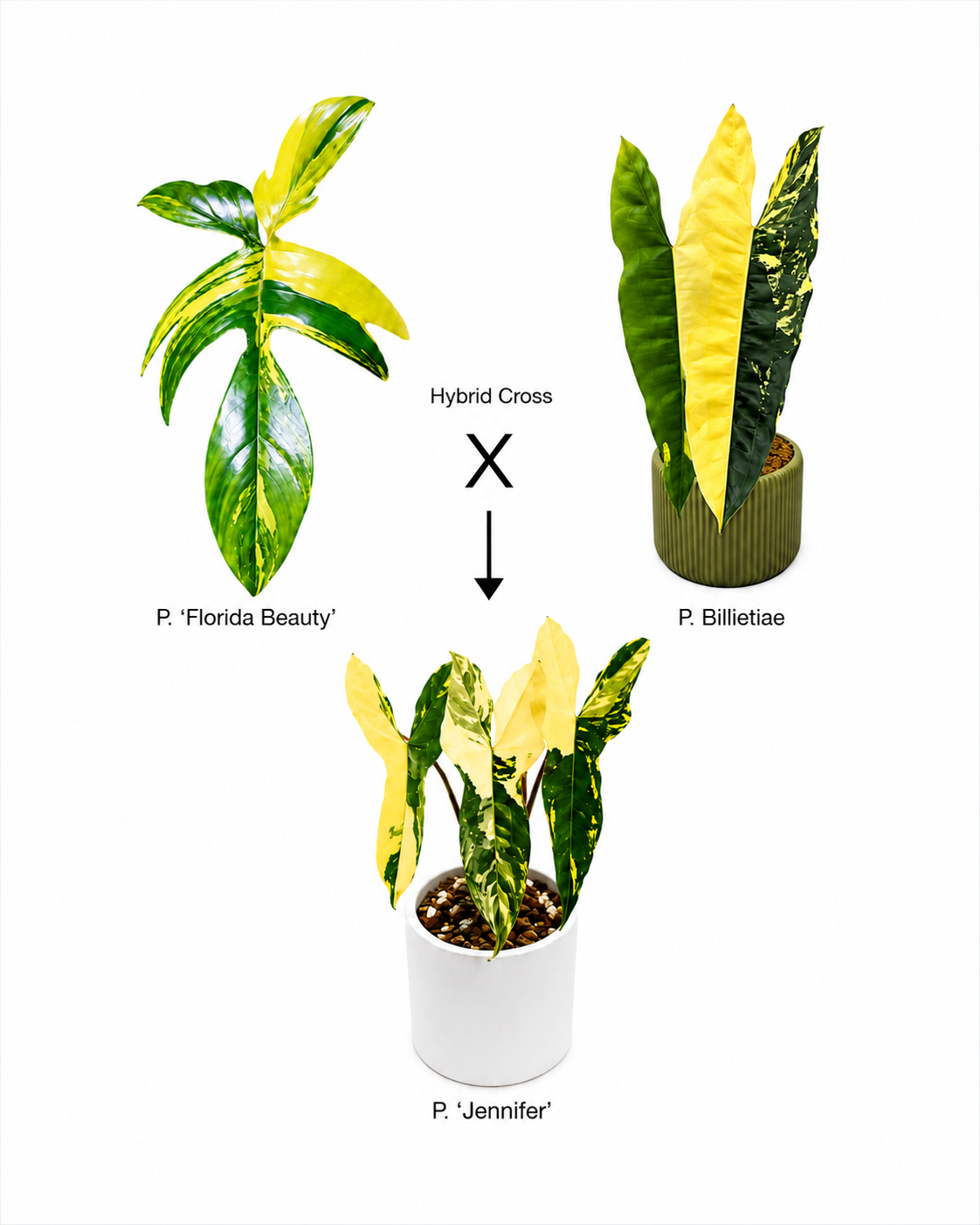 Philodendron Jennifer