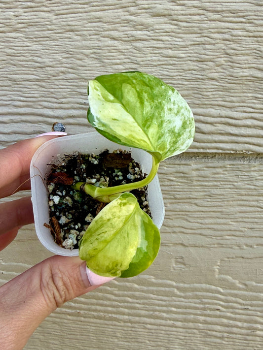 Japanese Global Pothos