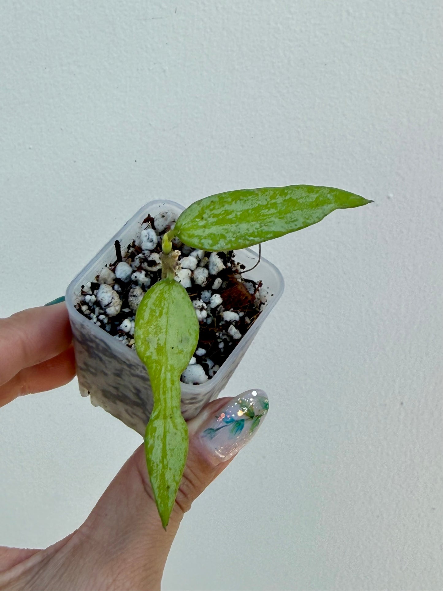 Hoya Burmanica Splash