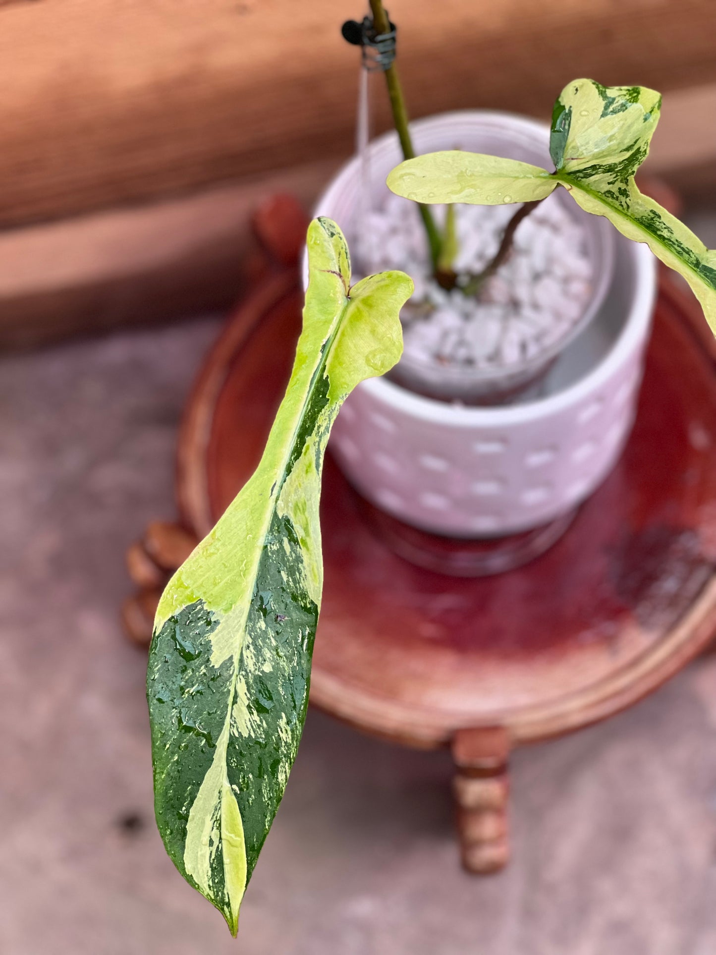 Philodendron Joepii Variegated