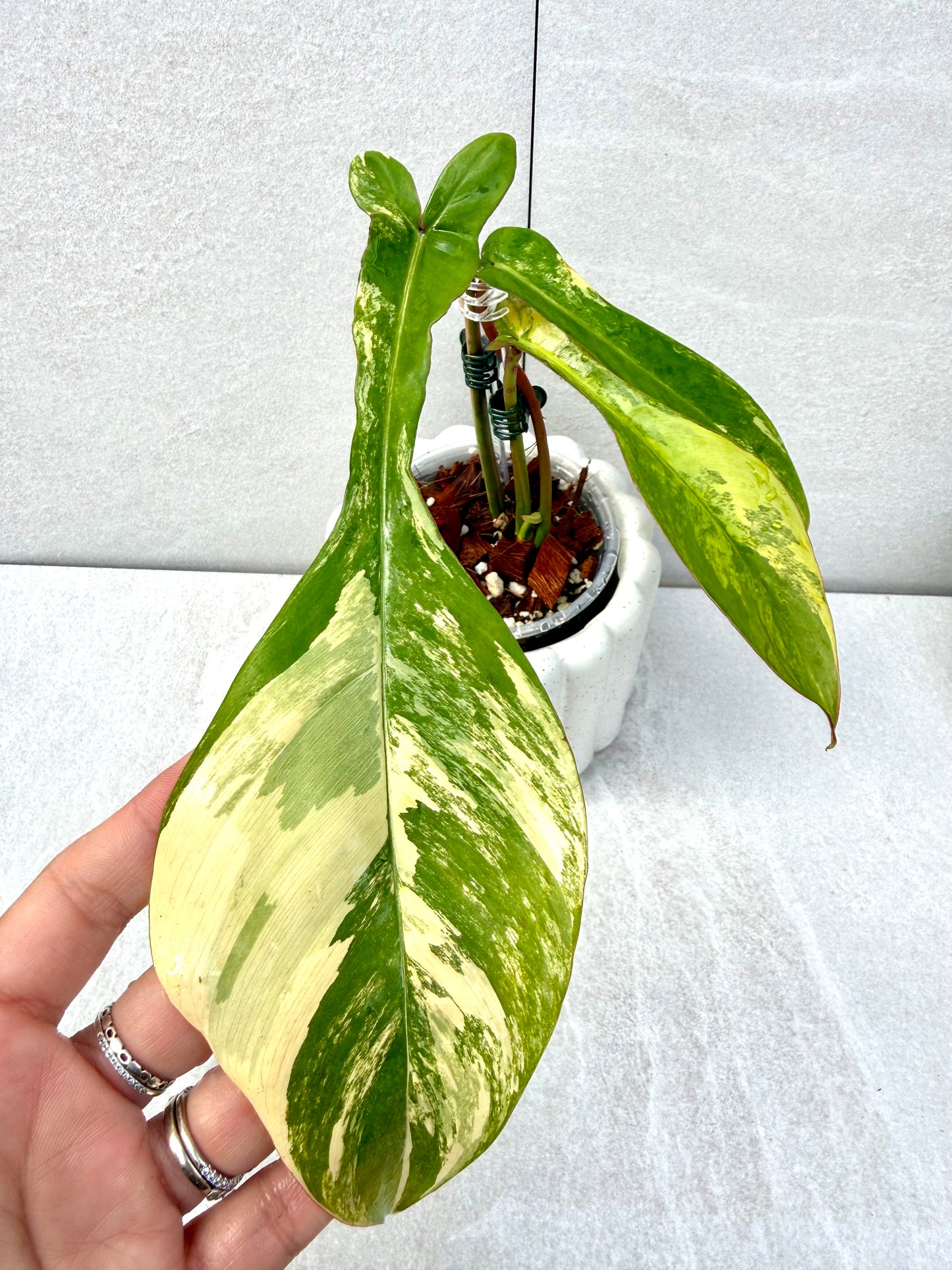 Philodendron Joepii Variegated