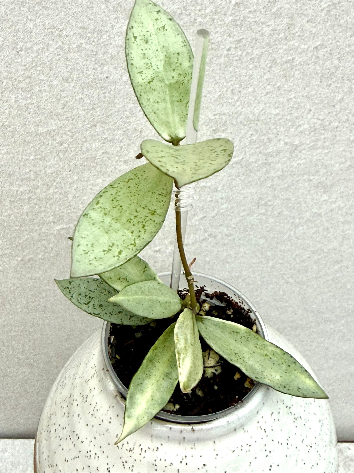 RARE Hoya Winter Pandora