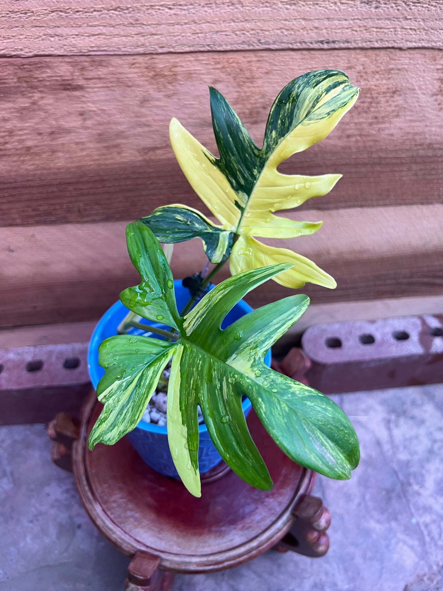 Philodendron Pedatum Variegated