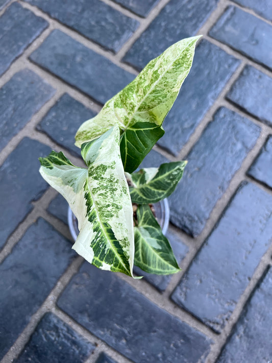 Syngonium Batik Variegated