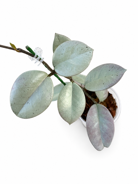 Hoya Carnosa TPQ-030 "Stardust Silver" - Unrooted Cutting - 1 node, 2 leaves - Grower's Choice