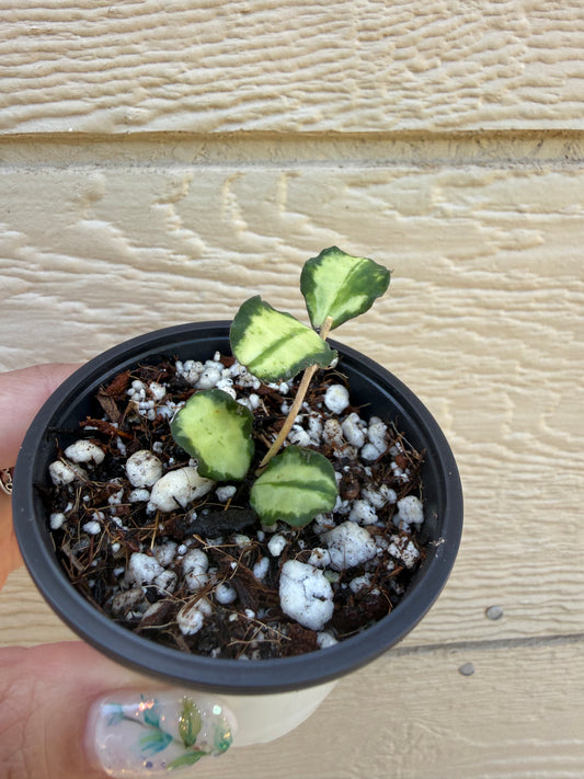 Hoya Kanyakumarian Variegated