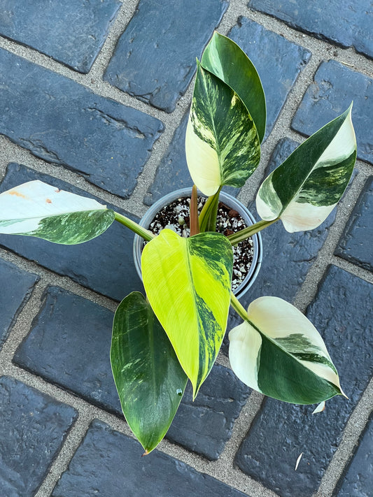 Philodendron Green Congo