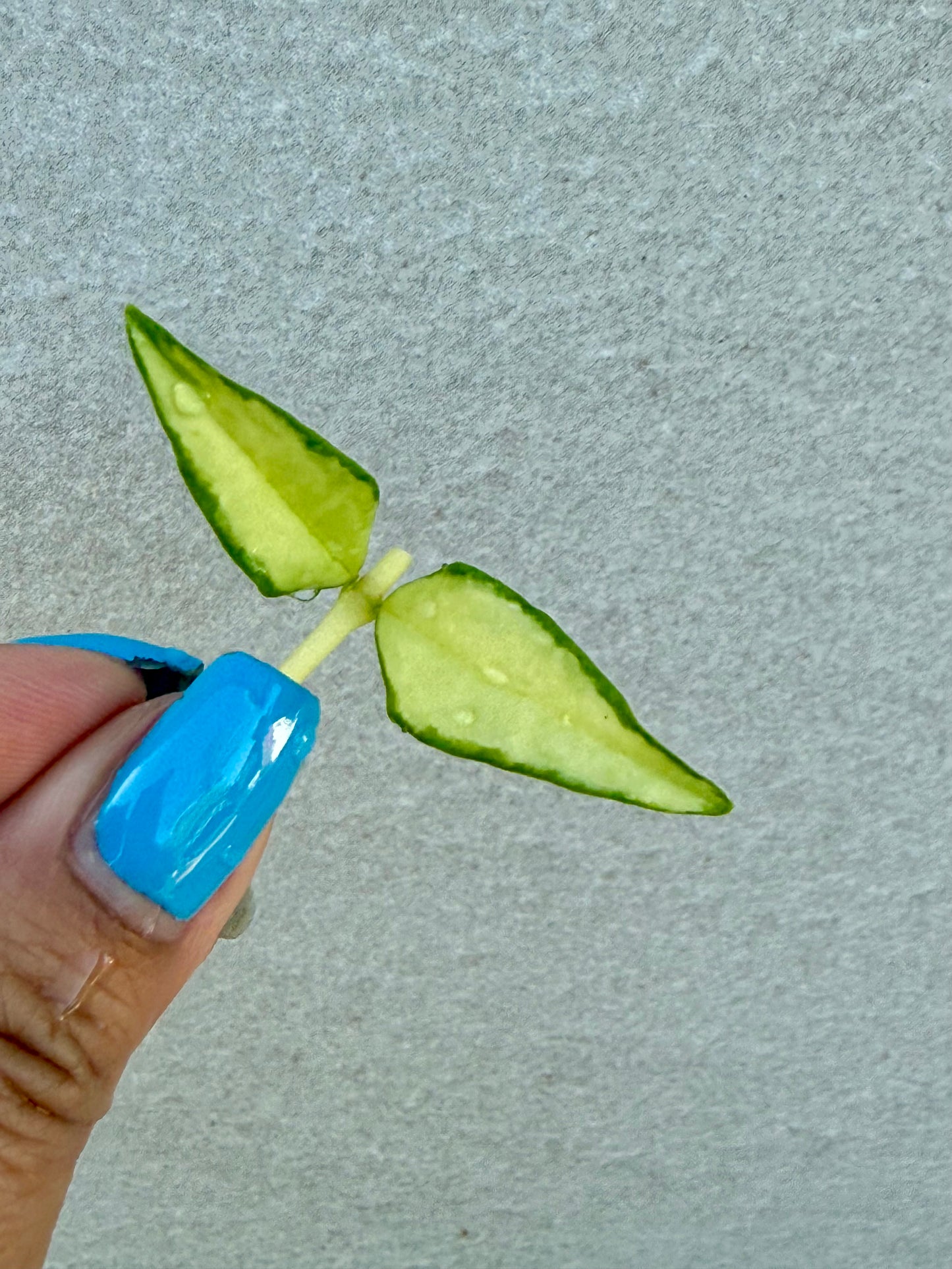 Hoya Cutting Bundle: Variegated Cumingiana, Mathilde Splash, Variegated Bella (Unrooted - Grower’s Choice)