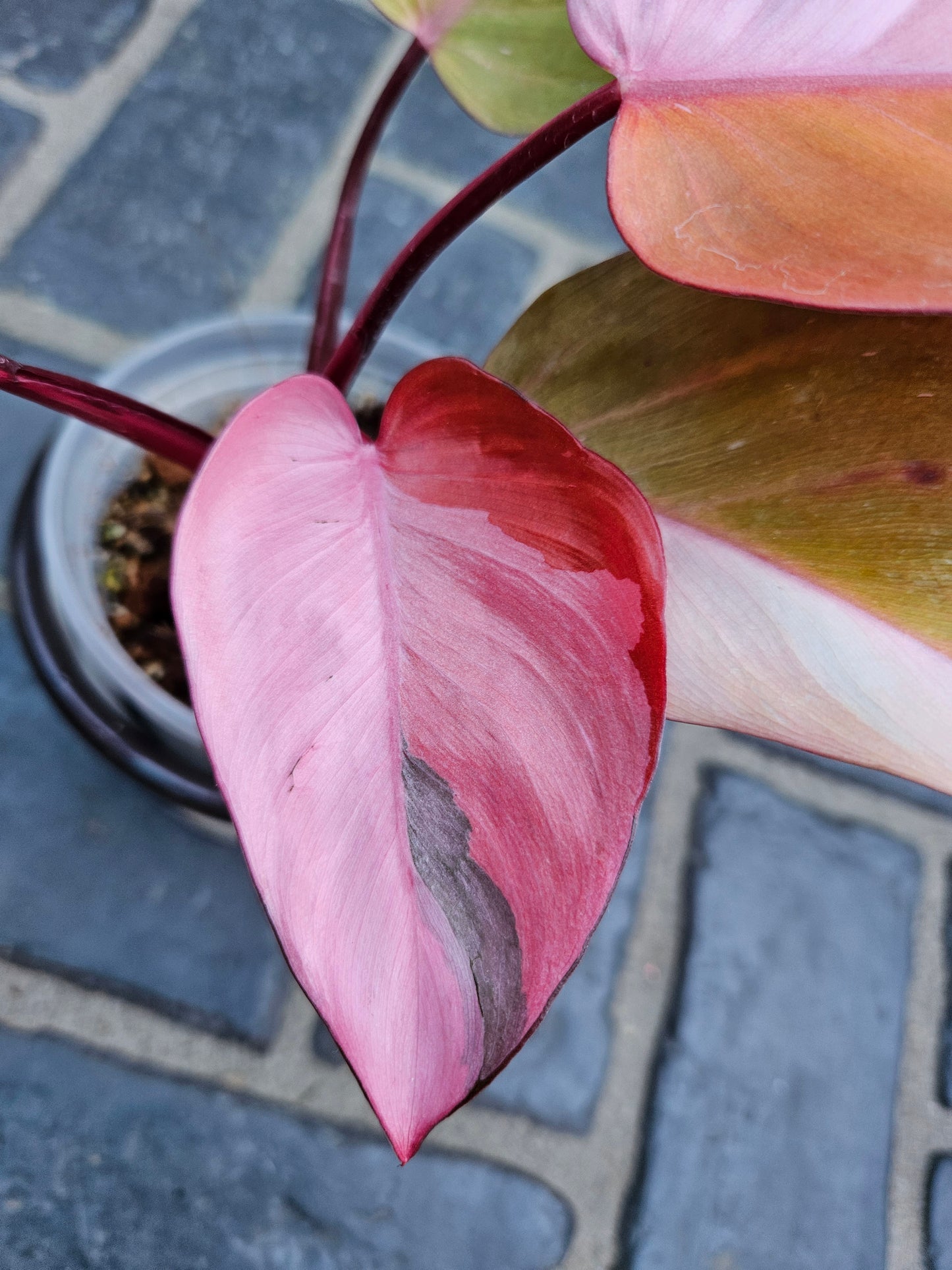 Philodendron Persimmon Princess