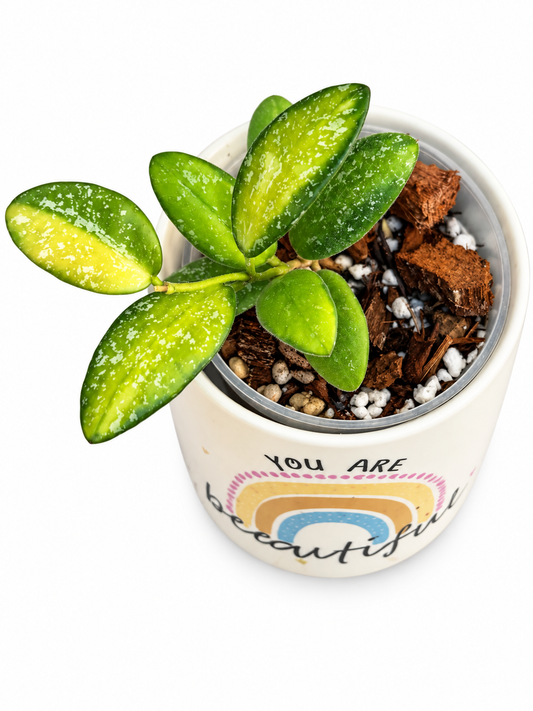 Hoya VL9 Variegated | Rare Rooted Variegated Hoya