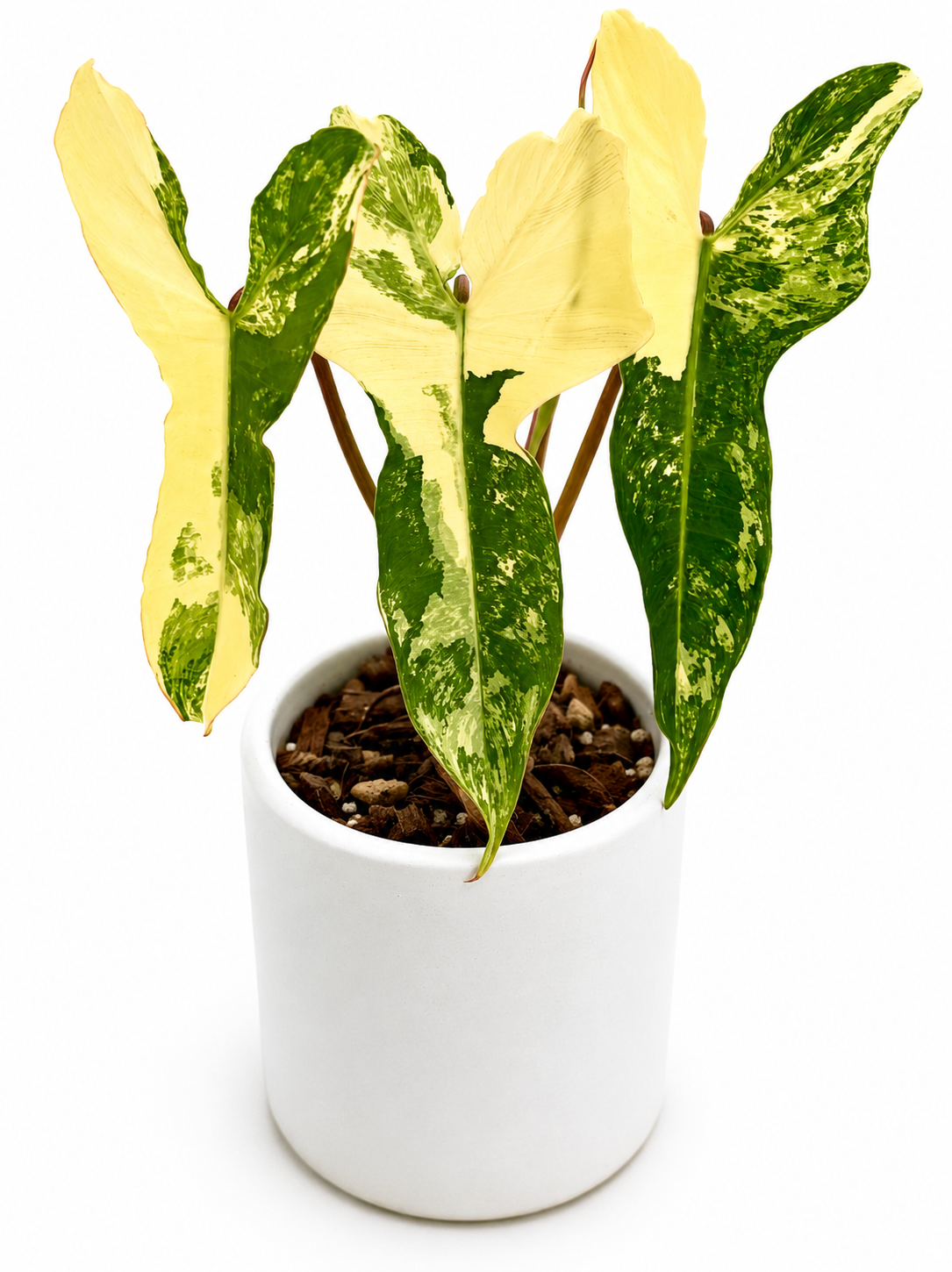 Philodendron Jennifer