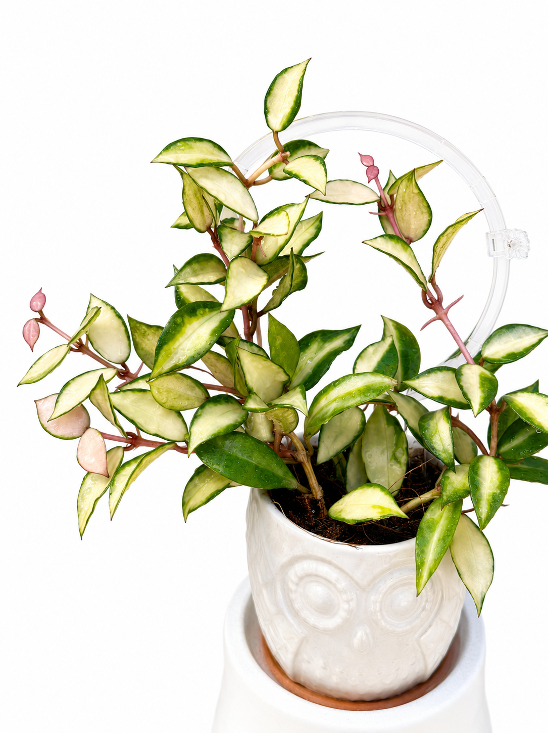Hoya Lacunosa Souma Variegated unrooted cutting (grower’s choice - 1 node, 2 leaves)