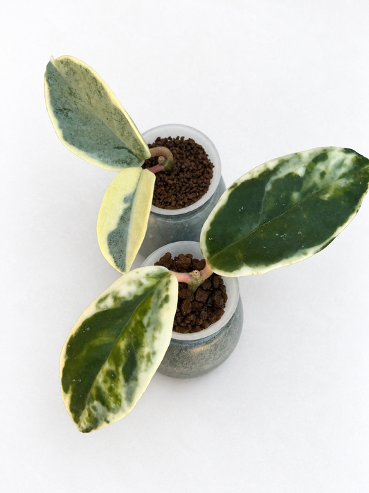 Rare Hoya Rooted Combo – Argentea Picta & Madara Snow Angel