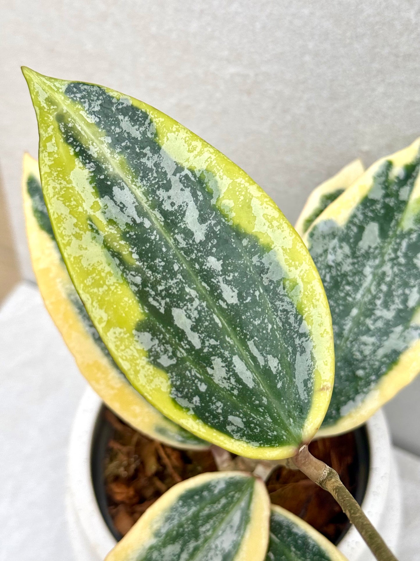 Hoya Rangsan Albo unrooted cutting - Grower’s choice