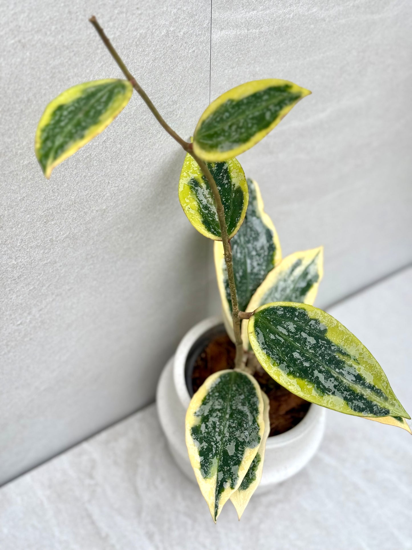 Hoya Rangsan Albo unrooted cutting - Grower’s choice