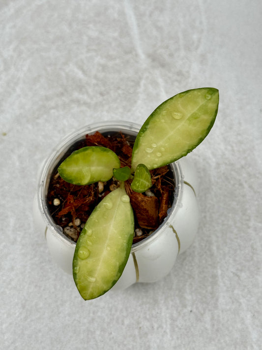 Hoya Elliptica Variegated