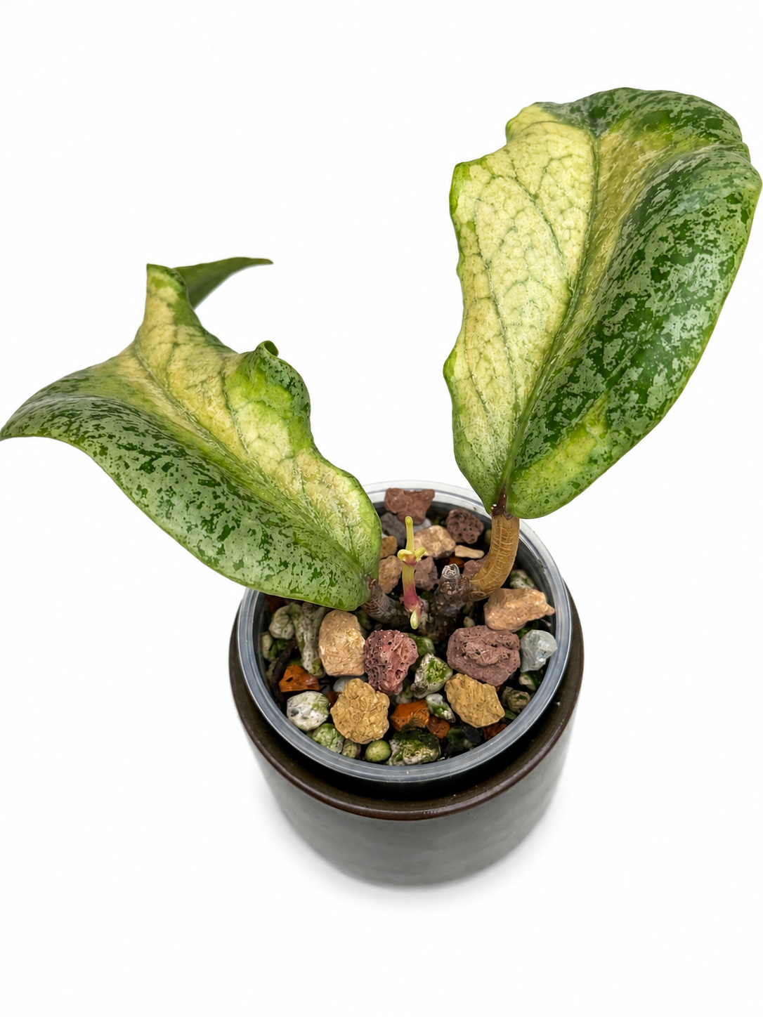 Hoya Autumn Guava Variegated | Rare Rooted Variegated Hoya