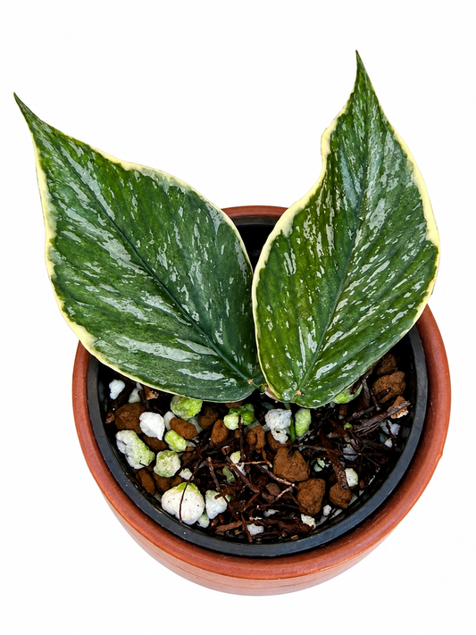 Hoya Polyneura ‘Jasminka’ | Rooted Collector Hoya