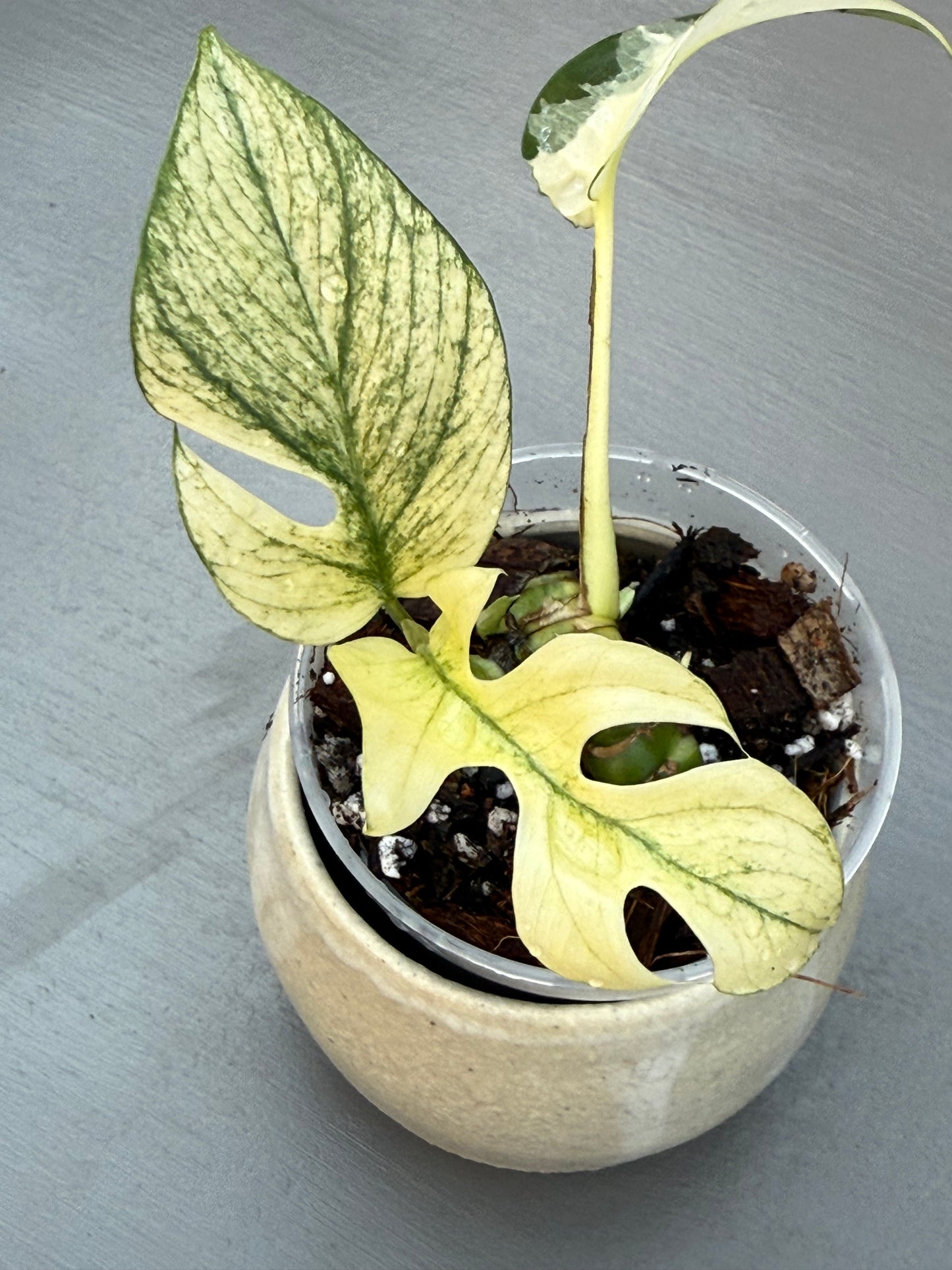 Rhaphidophora Tetrasperma White Monster