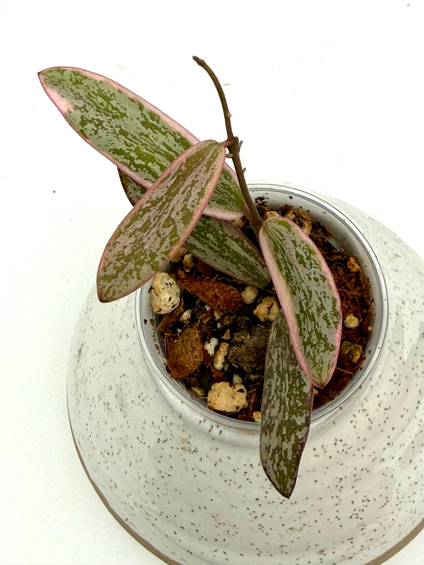 Hoya Sigillatis Outer Variegated