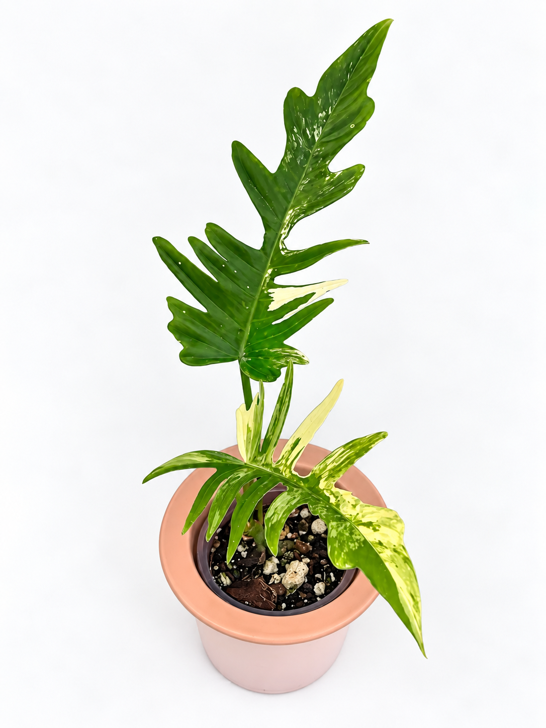 Philodendron Florida Beauty x Tortum