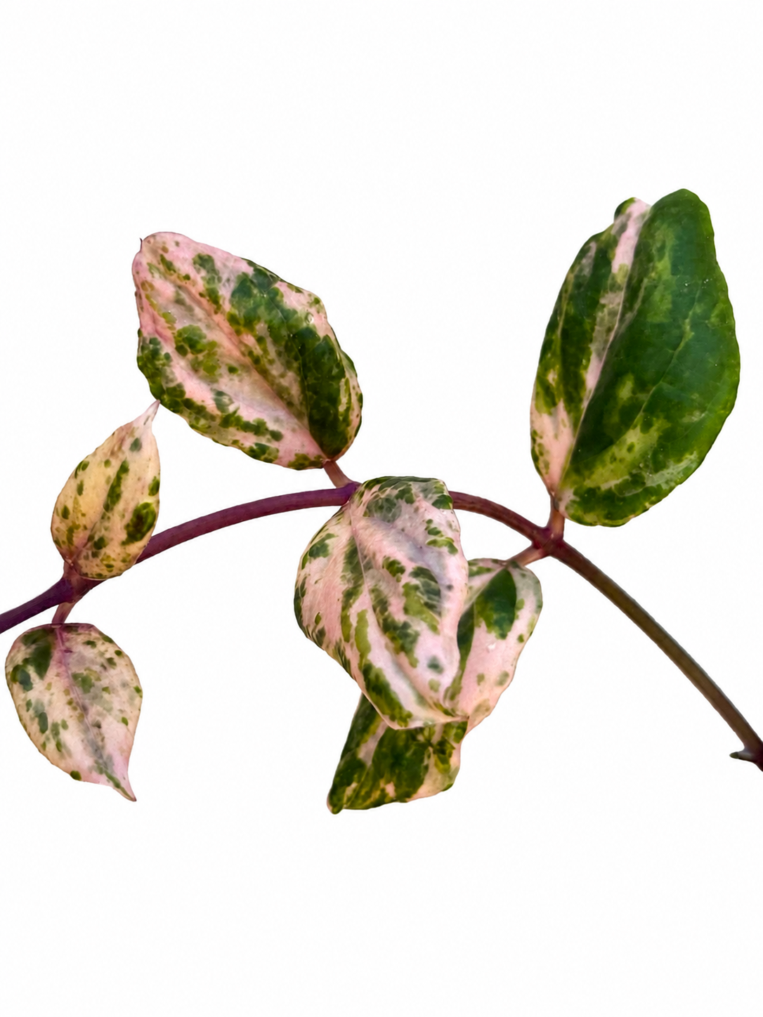 Hoya Swiffer’s Mirage | Rare Variegated Hoya Cutting