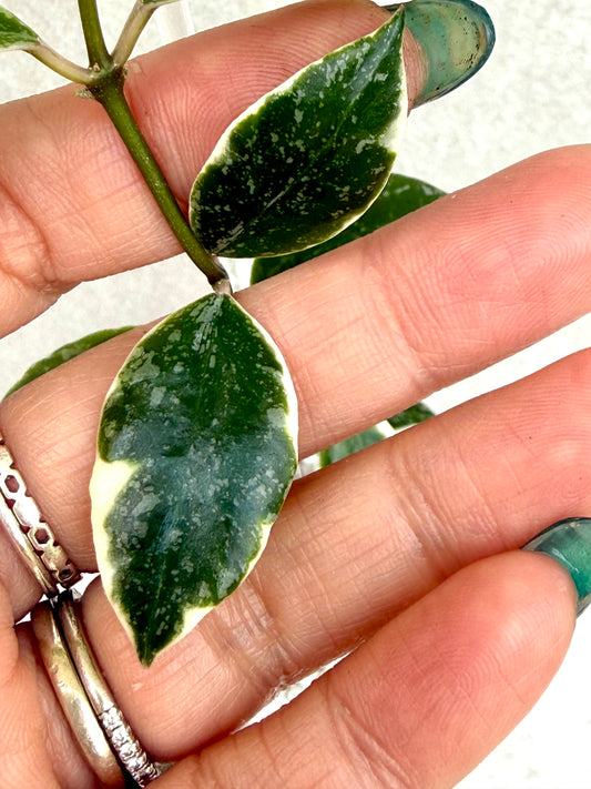 RARE Hoya Lacunosa Princess Lumina unrooted cutting (1 node, 2 leaves - grower’s choice)