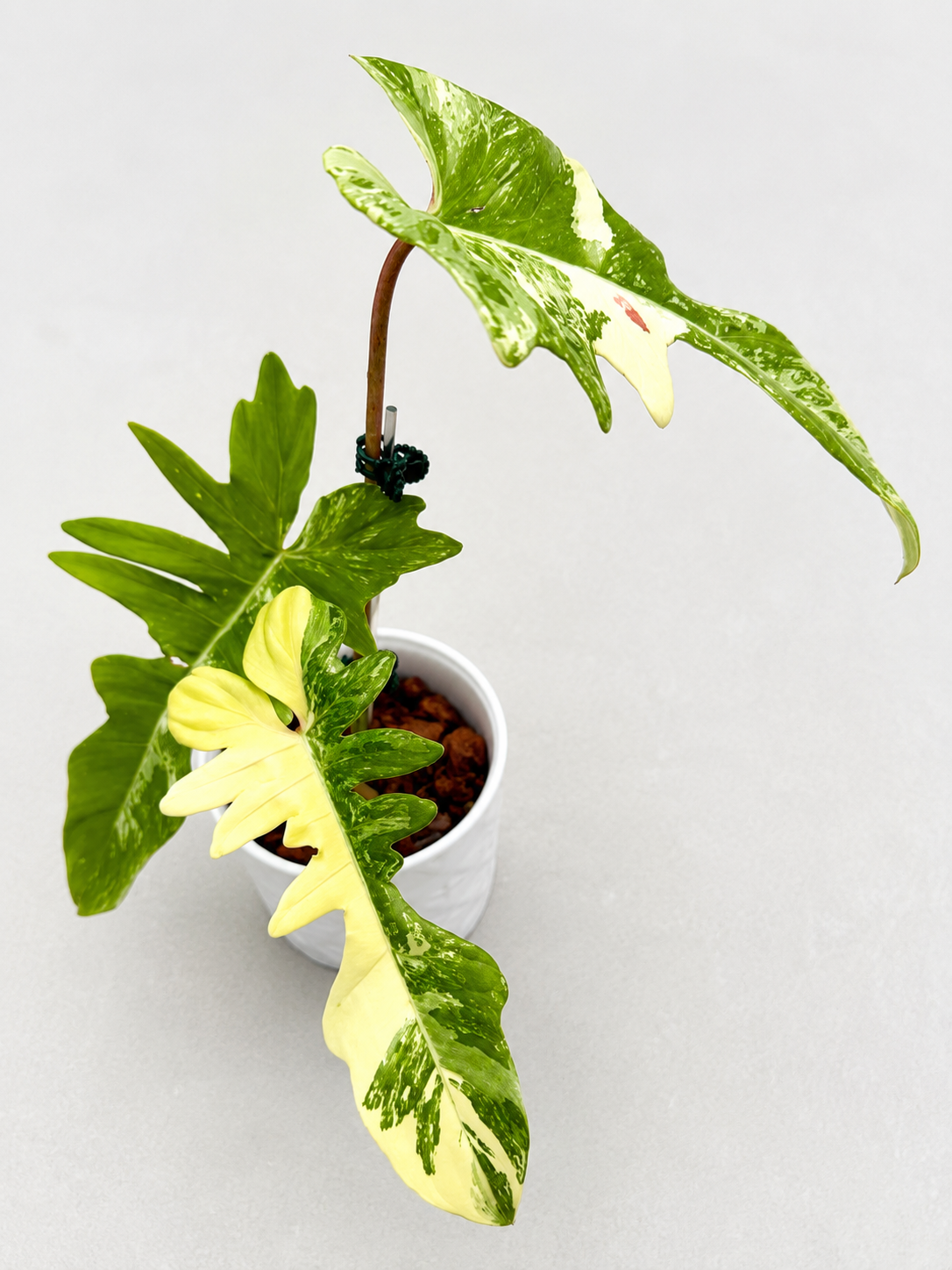 Philodendron Flobe x Mayoi Variegated