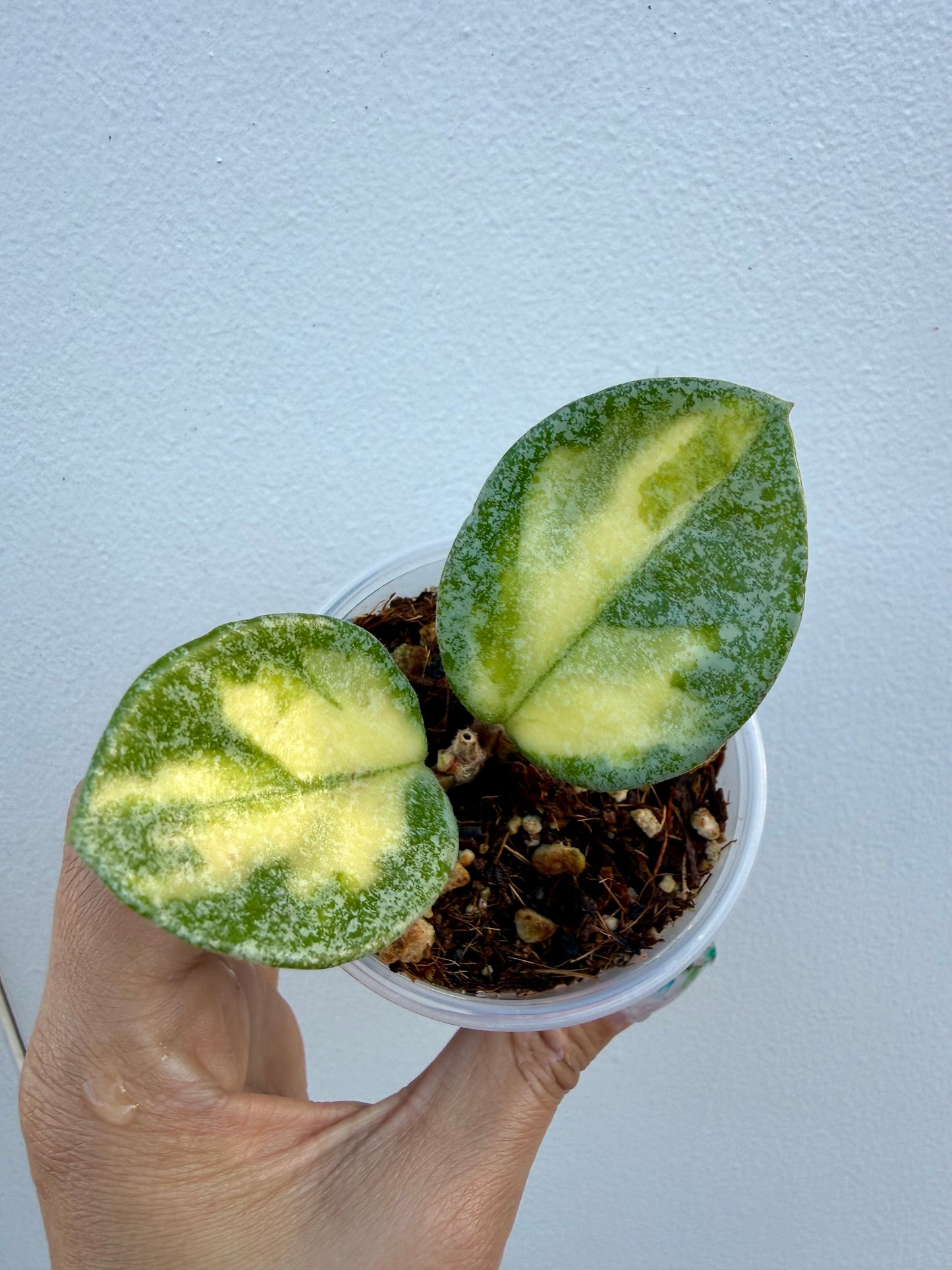 Hoya Argentea Princess