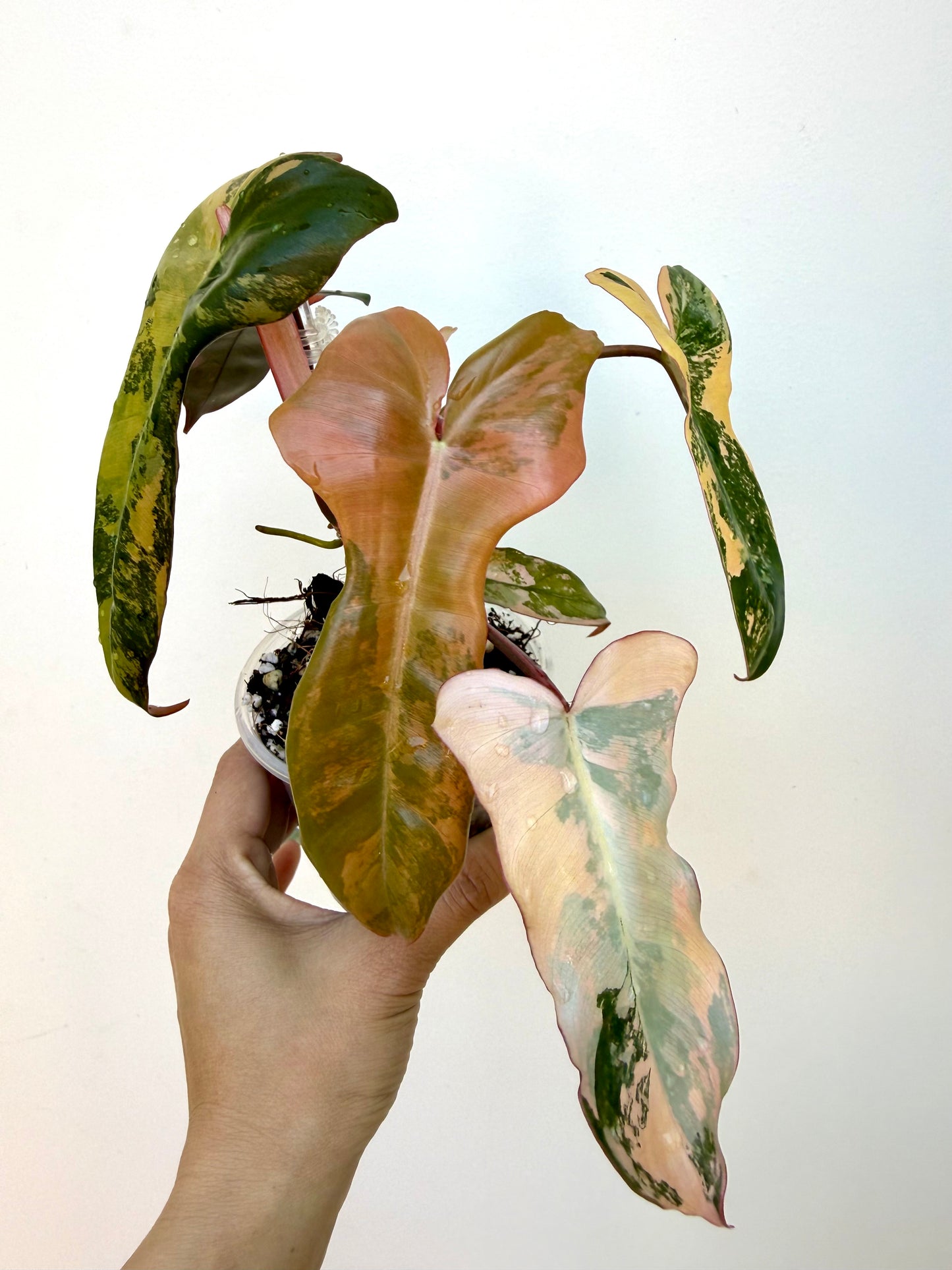 Philodendron Brown Beauty (Black Billietiae x Florida Beauty)