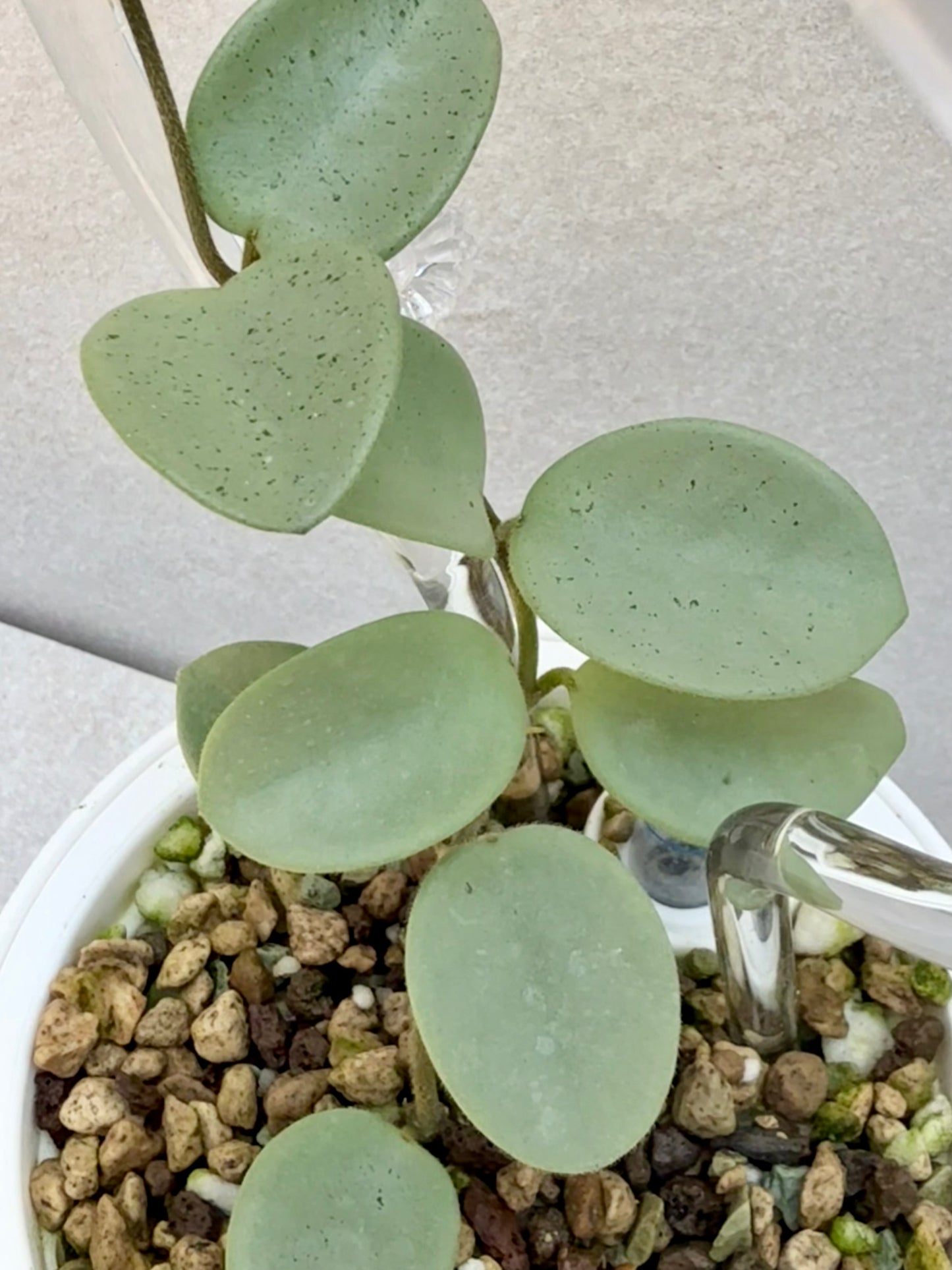 Hoya Grey Fairy unrooted cutting (1 node, 2 leaves - grower’s choice)