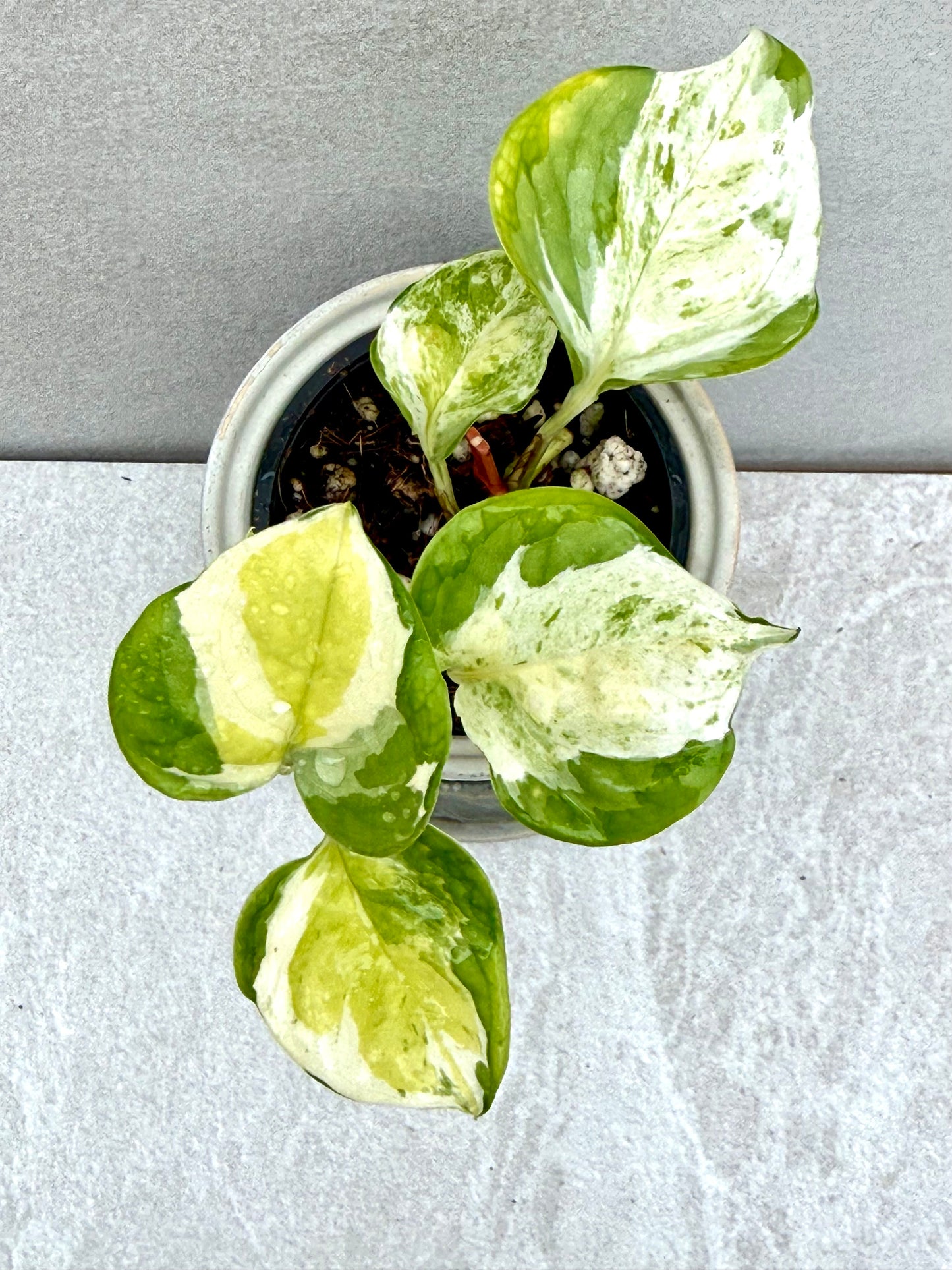 Japanese Global Pothos