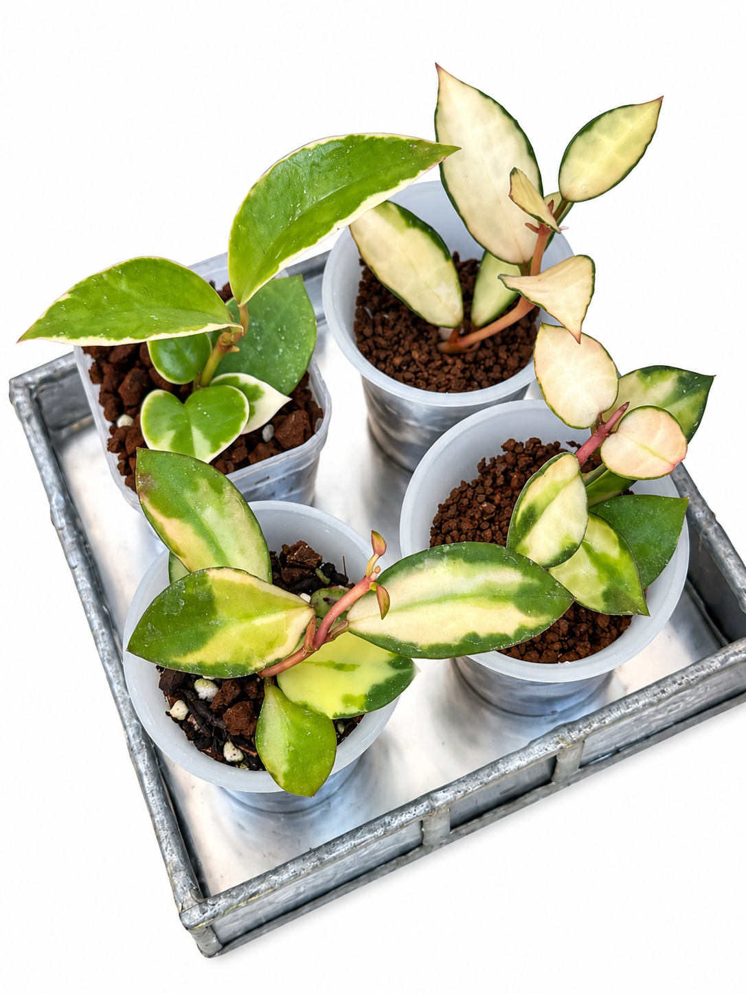 Hoya Lacunosa Variegated 4-Plant Combo – Asami Clone | Asami Inner Variegated | Minara | Souma Rooted Plants