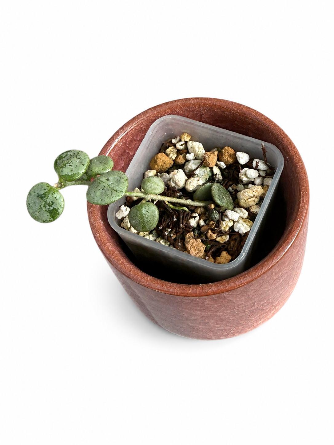 Hoya Serpen Silver